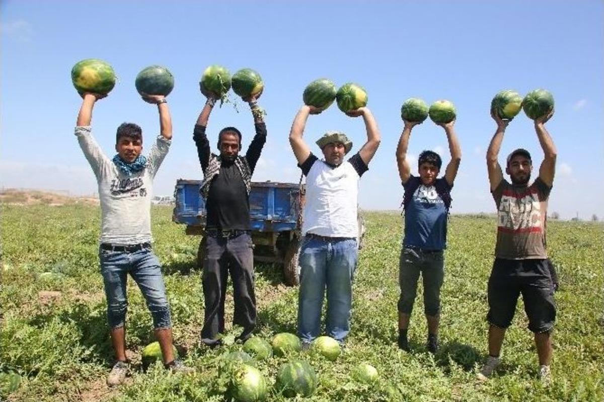 (&ouml;zel Haber) Adana&rsquo;da Karpuz Hasadı Başladı