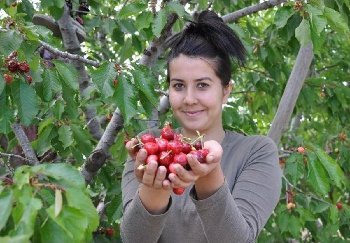 (&ouml;zel Haber) Kiraz &Uuml;reticisini G&uuml;ld&uuml;r&uuml;yor
