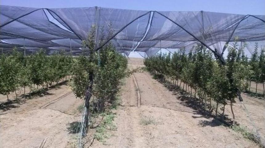 G&uuml;neş Enerjili Destekli Organik Elmalar Yolda