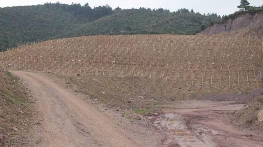 Hafriyat Dolgu Alanları Ormana D&ouml;n&uuml;ş&uuml;yor