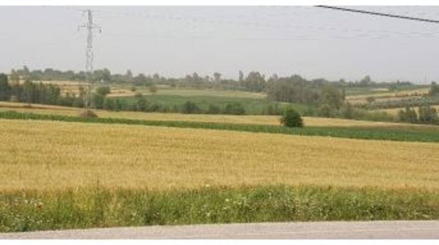 Buğdayı Sıcak Ve Hastalık Vurdu