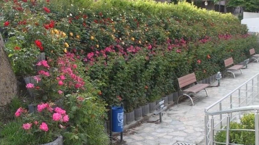 Amasra G&uuml;llerle Donatıldı