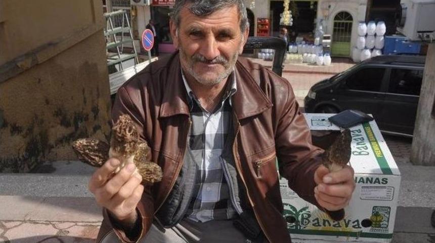 Kuzug&ouml;beği Mantarının Kilosu 60 Liradan Satılıyor