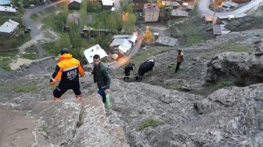 10 Saat Mahsur Kalan Gebe İnek 1,5 Saatte Kurtarıldı