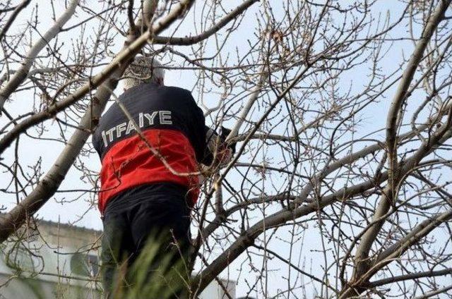 İpe Dolanan Güvercin Ağaçta Asılı Kaldı