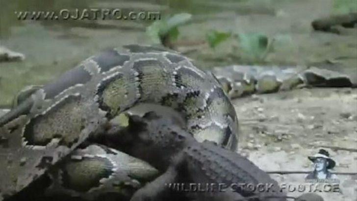 Taylandda piton ile monitör kertenkeleleri kavga etti Taylandda piton ile monitör kertenkeleleri kavga etti