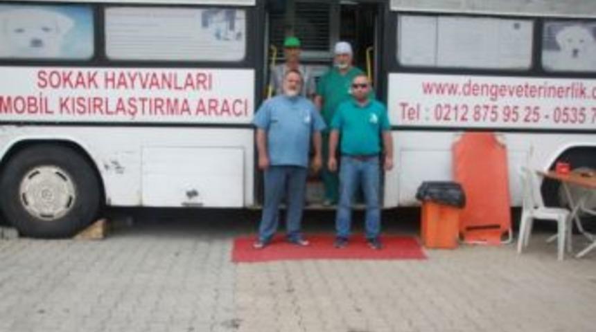 Amasra&rsquo;da Sokak Hayvanları Kısırlaştırılıyor