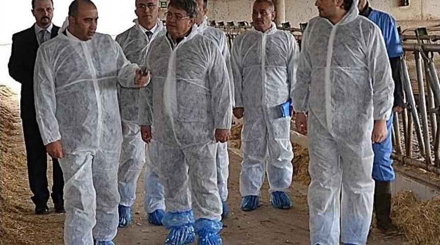 Gıda Tarım Ve Hayvancılık İl M&uuml;d&uuml;r&uuml; Arap, S&uuml;t Sığırcılığı İşletmesini İnceledi
