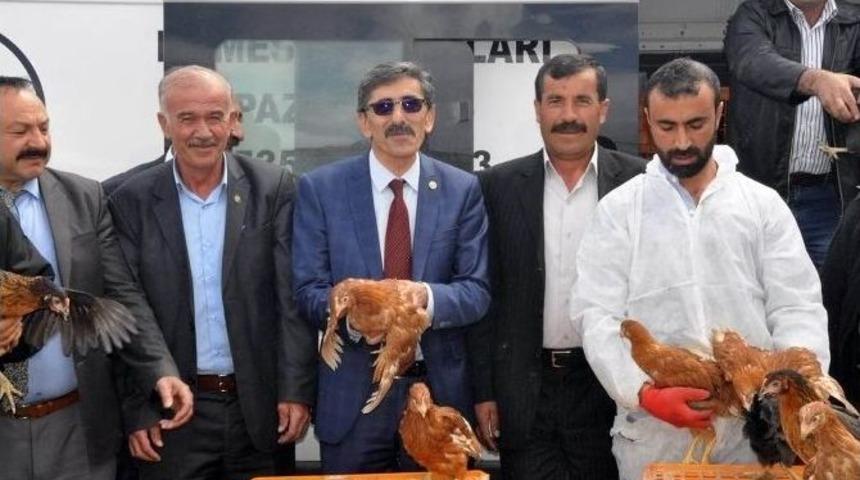 Sivas&rsquo;ta &Ccedil;ift&ccedil;ilere 10 Bin Tavuk Dağıtıldı