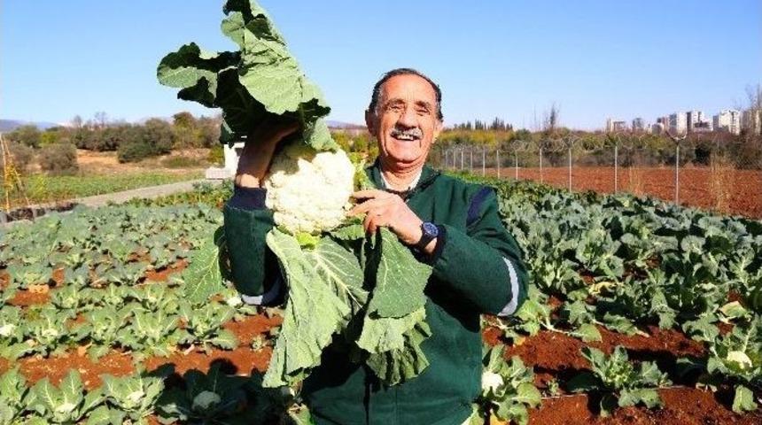 Mezitli Belediyesi &rsquo;doğal Tohumlar&rsquo; &Uuml;retiyor