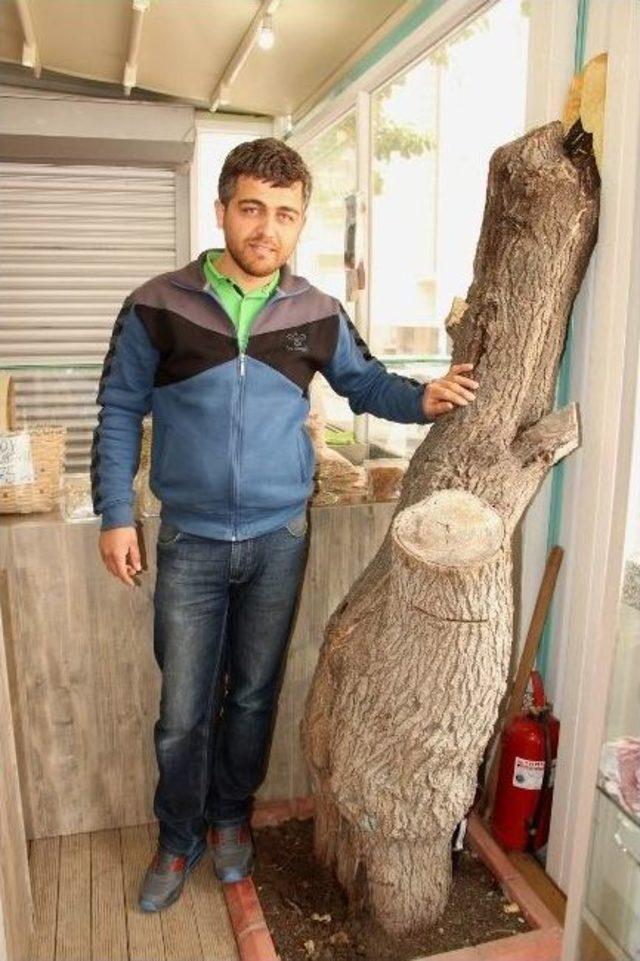 Karadenizli&rsquo;nin Ağa&ccedil; Sevgisi 1