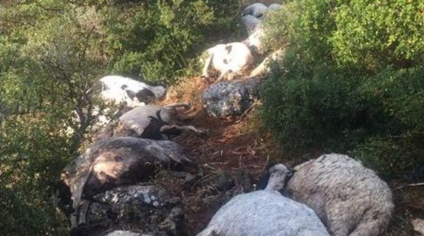 S&uuml;r&uuml;ye D&uuml;şen Yıldırım 32 Koyunu Telef Etti