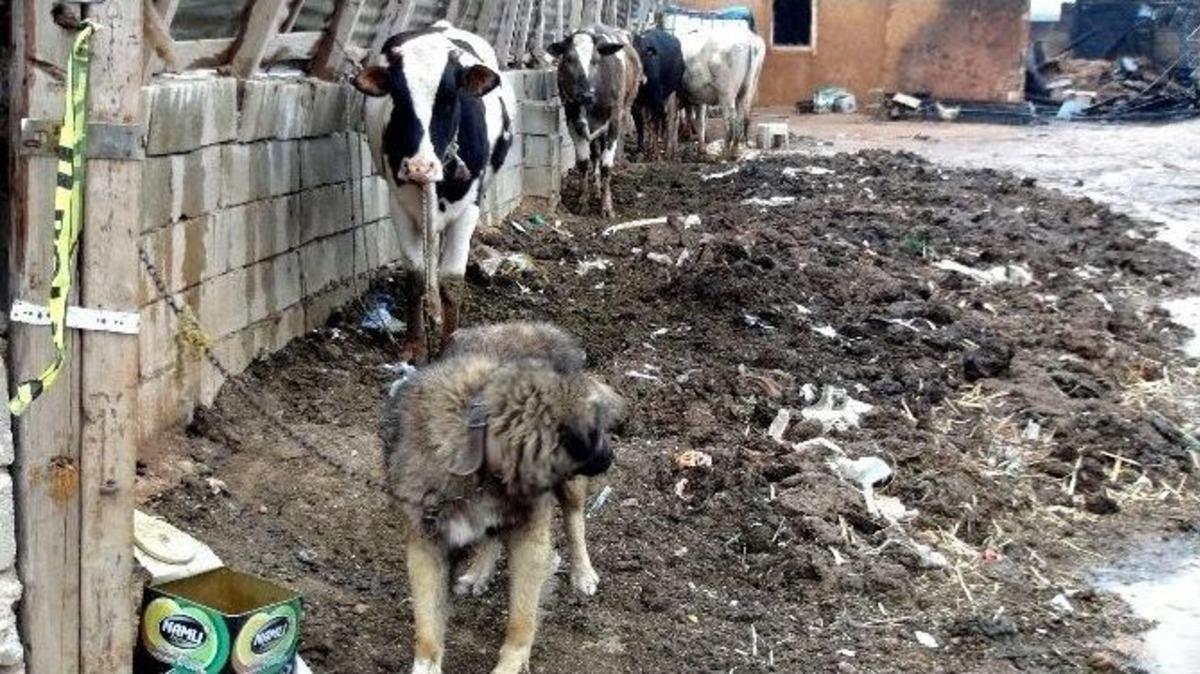 7 Kişinin &Ouml;ld&uuml;ğ&uuml; Yangından Geriye Hayvanları Kaldı
