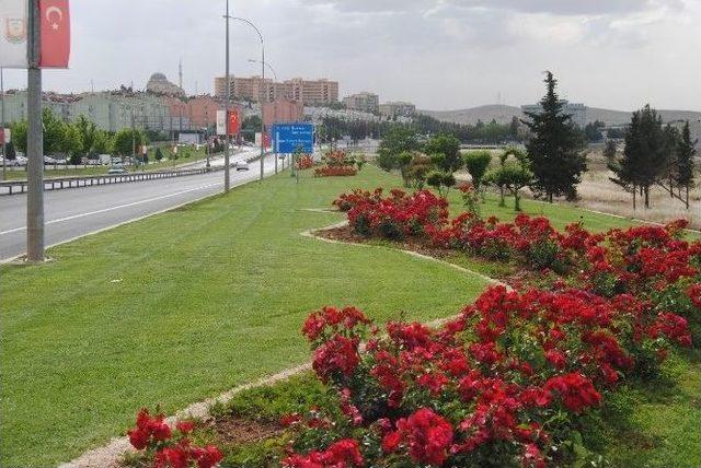 Peygamberler Şehrinde Güller Açtı 1