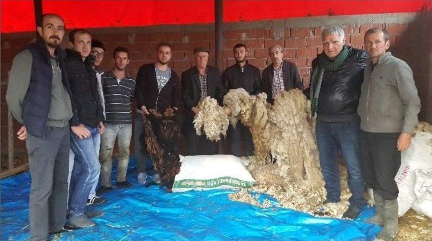 Kuzuların Y&uuml;nleri &Ccedil;&ouml;pe Gidiyor