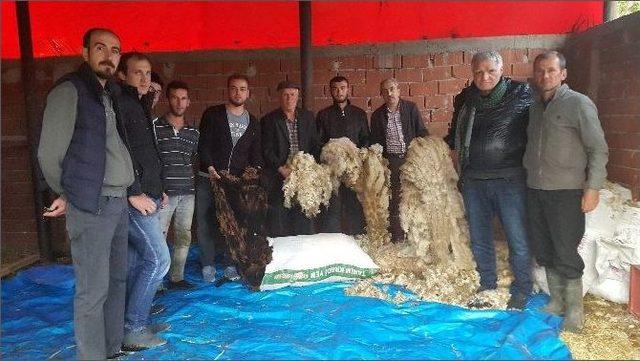 Kuzuların Yünleri Çöpe Gidiyor 1