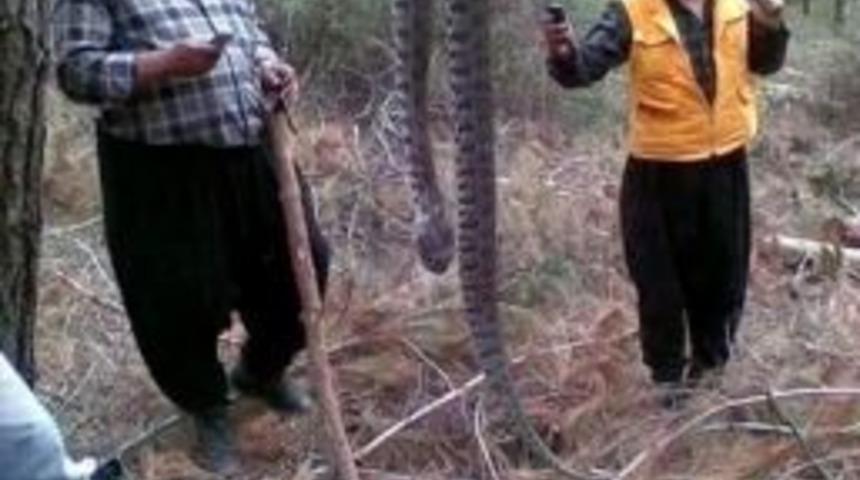 Bozdoğan&rsquo;da 4 Metrelik Yılan Şaşırttı