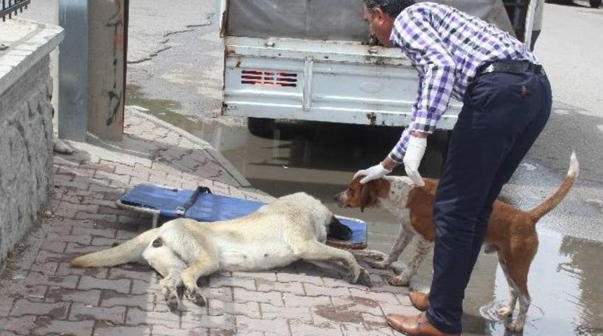 K&ouml;peklerden Vefa &Ouml;rneği