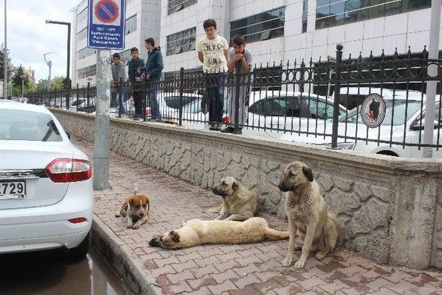 K&ouml;peklerden Vefa &Ouml;rneği 1