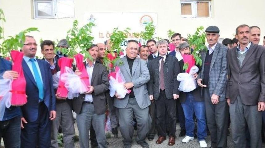 Bitlis&rsquo;te 30 Bin Adet Sertifikalı Ceviz Fidanı Dağıtıldı