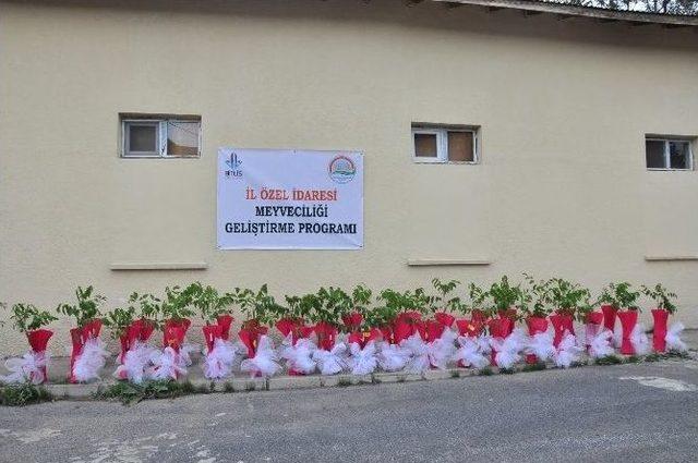 Bitlis’te 30 Bin Adet Sertifikalı Ceviz Fidanı Dağıtıldı