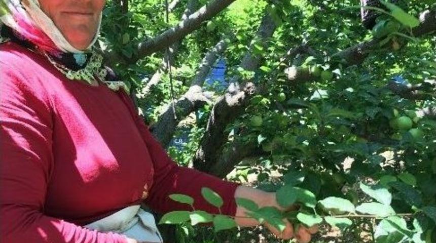 Gezende&lsquo;de Erik Festivali Heyecanı Başladı