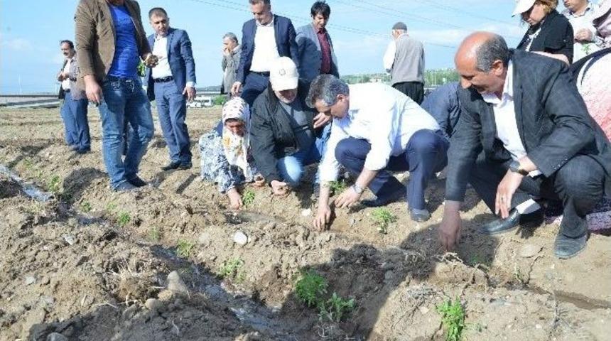 &Uuml;&ccedil;&uuml;nc&uuml; Kent Bostanına İlk Fideler Dikildi
