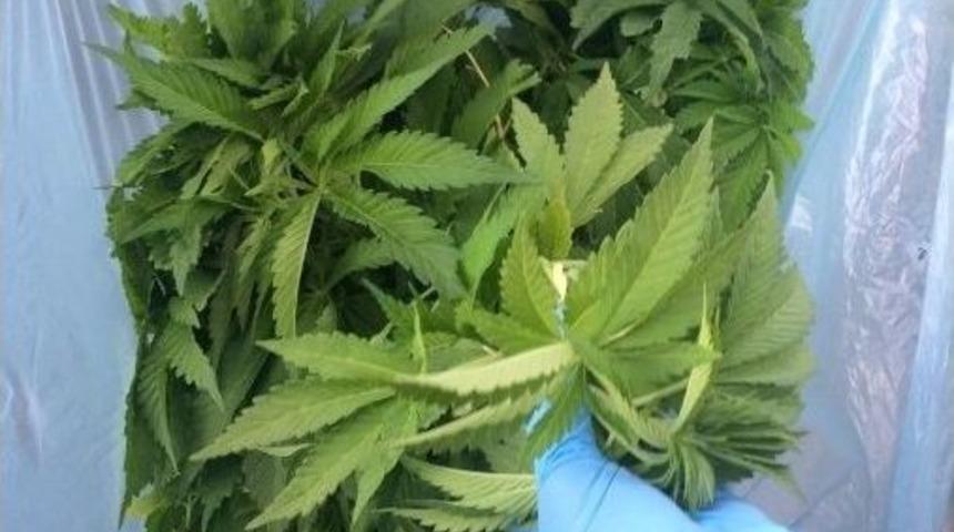 75&rsquo;lik Dede Saksıda Esrar Yetiştirmiş