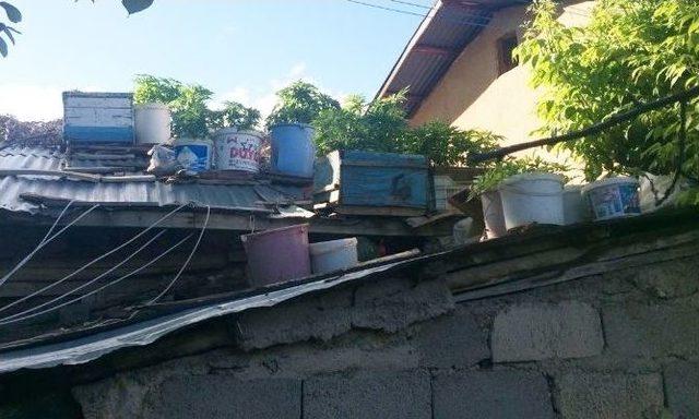 75&rsquo;lik Dede Saksıda Esrar Yetiştirmiş 1