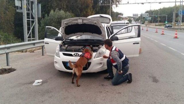 Bodrum’da Torbacılar Tutuklandı