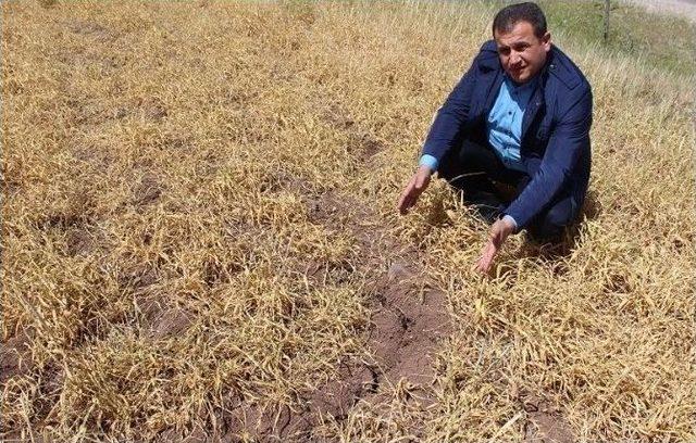 Yavuzeli&rsquo;nde Kuraklık &Ccedil;ift&ccedil;ileri Mağdur Etti 1