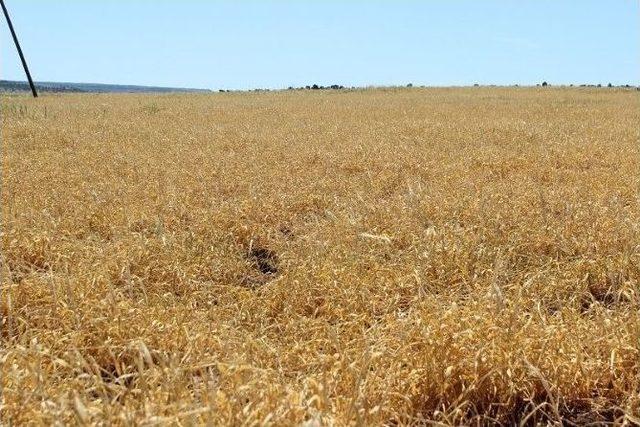 Yavuzeli&rsquo;nde Kuraklık &Ccedil;ift&ccedil;ileri Mağdur Etti 2