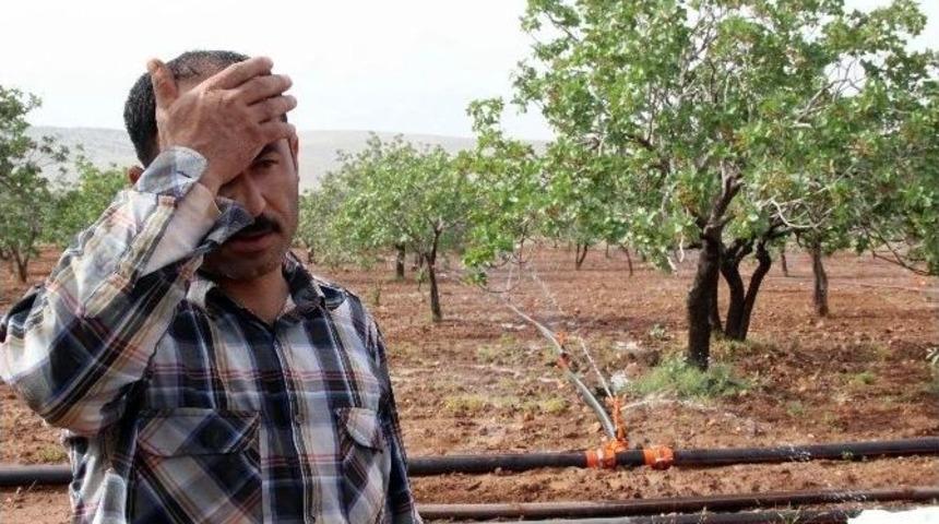 (&ouml;zel Haber) Rekoltesi İle &Uuml;reticinin Y&uuml;z&uuml;n&uuml; G&uuml;ld&uuml;ren Fıstık Ağacında Yok Olma Tehlikesi