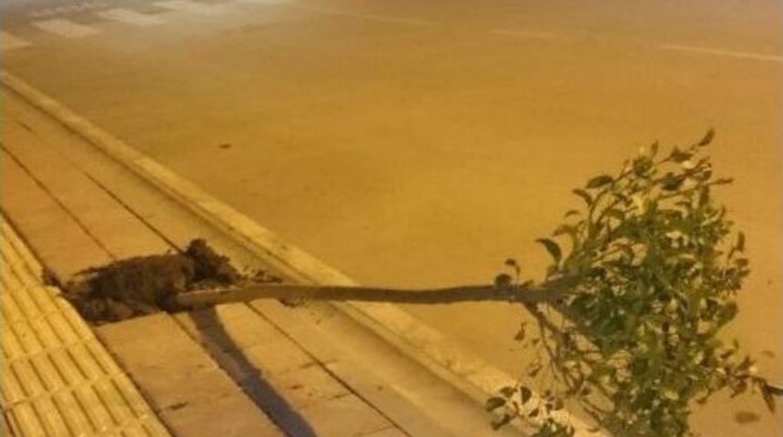 Ağa&ccedil;ları S&ouml;kenler &Ouml;nce Mobese Kamerasına, Sonra Jandarmaya Yakalandı