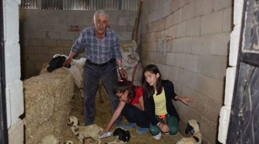 &Ccedil;ivril&rsquo;de Bir Koyun Altız Doğurdu