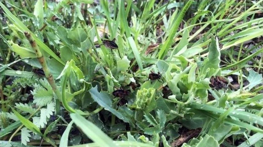 Bah&ccedil;esaray&rsquo;da &Ccedil;ekirge Tedirginliği