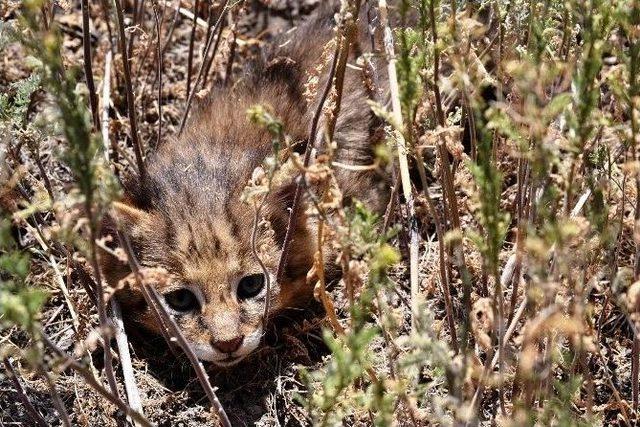 Kaybolan Sazlık Kedi Yavruları Yuvalarına Bırakıldı