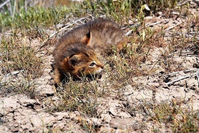 Kaybolan Sazlık Kedi Yavruları Yuvalarına Bırakıldı