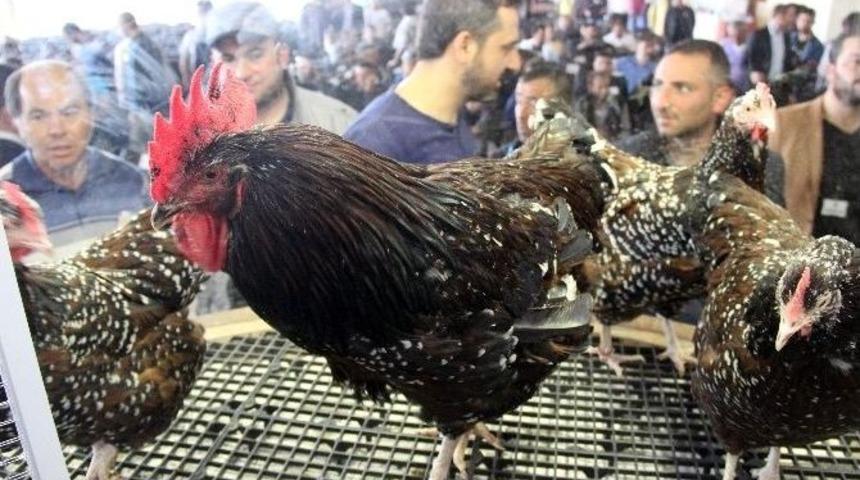 Iphone Parasına İki Tavuk Aldılar