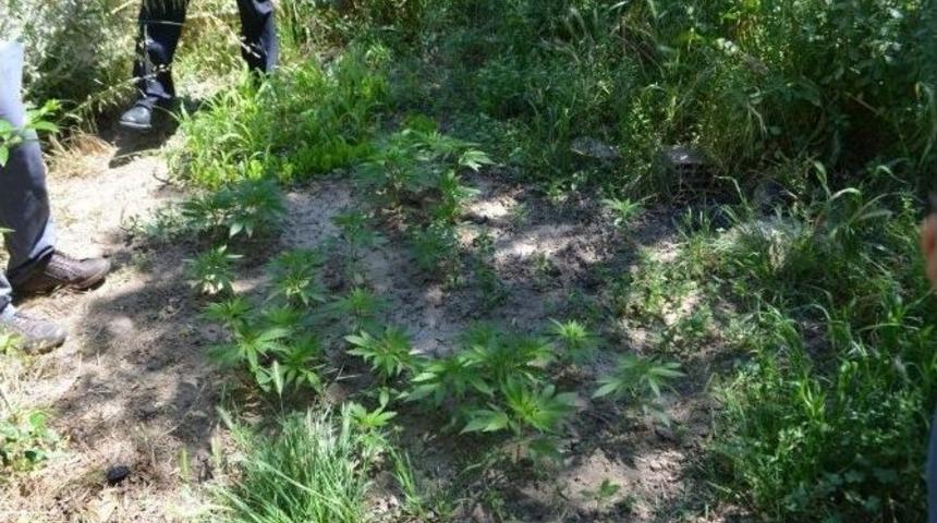 Fo&ccedil;a&rsquo;da Hint Keneviri Ve Sahte Rakı Ele Ge&ccedil;irildi