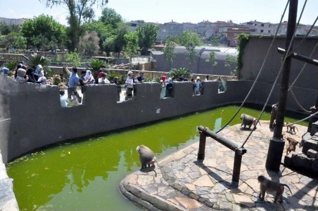 (&ouml;zel Haber) Sıcak Havayı G&ouml;renler Hayvanat Bah&ccedil;esine Akın Etti