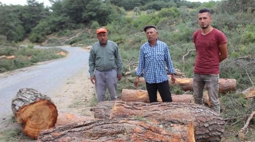 Orman M&uuml;d&uuml;rl&uuml;ğ&uuml;&rsquo;nden &Ccedil;avdar&rsquo;daki Ağa&ccedil; Kesimiyle İlgili A&ccedil;ıklama