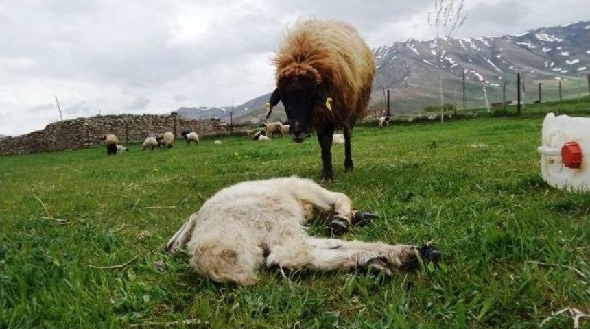 (&ouml;zel Haber) Anne Koyun &Ouml;len Kuzusunun Başından Ayrılamadı
