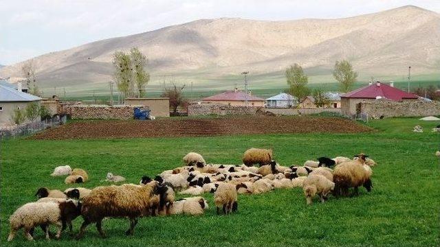 (özel Haber) Anne Koyun Ölen Kuzusunun Başından Ayrılamadı 2