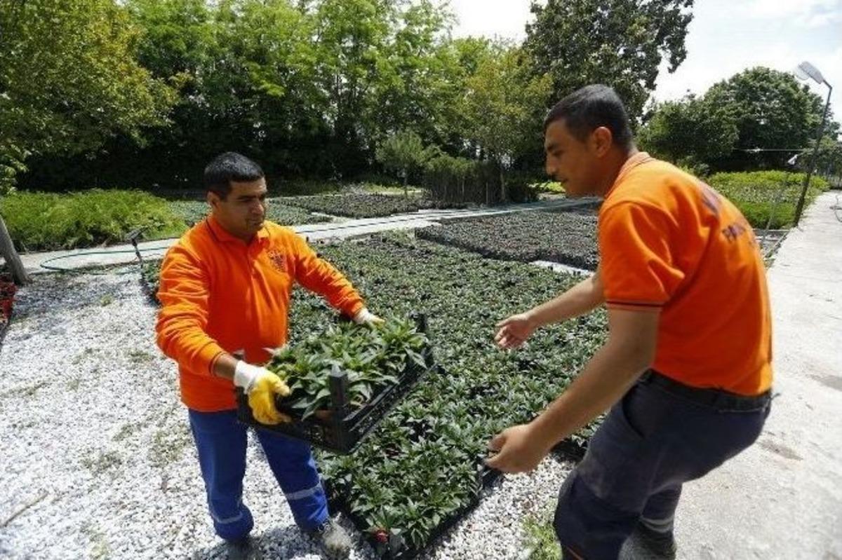 Konak&rsquo;ın Parkları &Ccedil;i&ccedil;eklerle Renklenecek