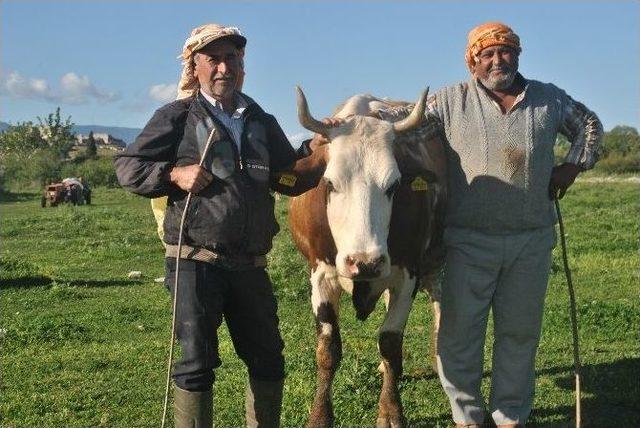 Aydınlı Çiftçi Süt Alım Fiyatlarından Memnun Değil