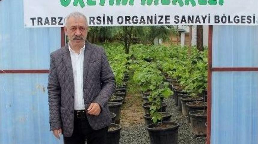 Fındık &Uuml;retimine Y&ouml;nelik Gen&ccedil;leştirme &Ccedil;alışması