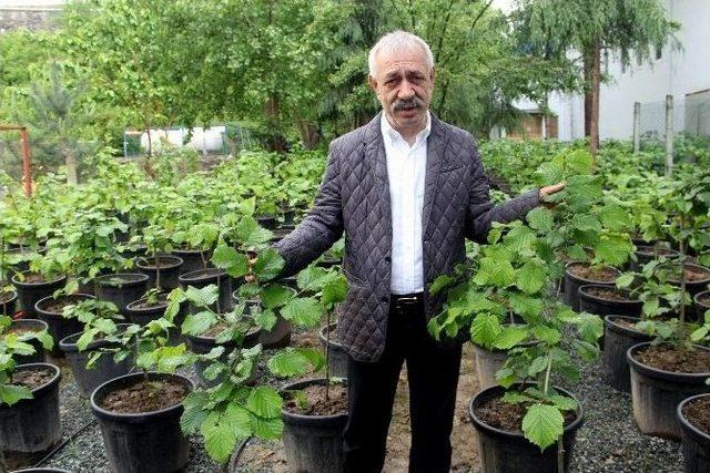 Fındık Üretimine Yönelik Gençleştirme Çalışması 1