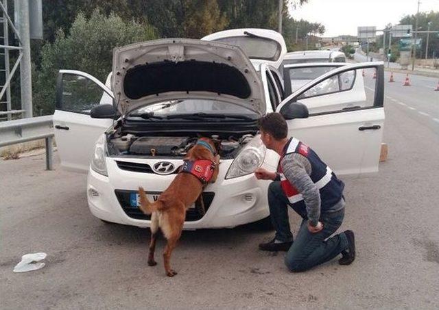 Narkotik K&ouml;pek &rsquo;al&ccedil;ı&rsquo;dan Ka&ccedil;ış Yok 1