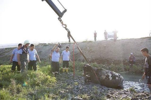 İtfaiyeden İnek Kurtarma Operasyonu 1